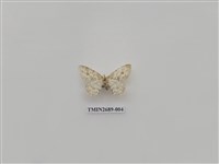 藏品(尺蛾234)的圖片